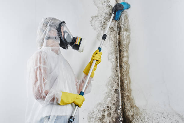 Best Fast Mold Removal  in Loxley, AL