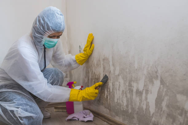 Best Crawl Space Mold Removal  in Loxley, AL