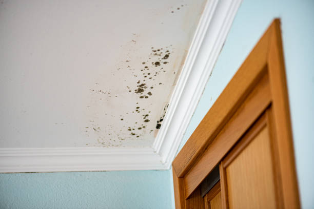 Best Mold Cleaning Services  in Loxley, AL