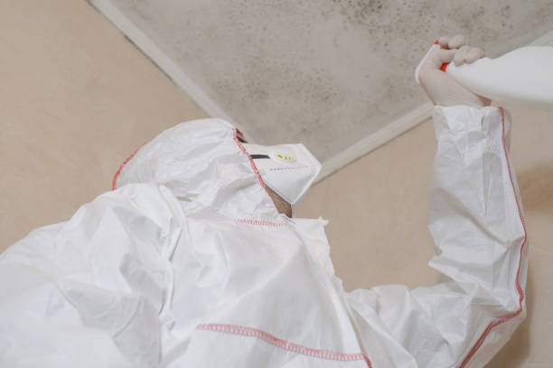 Attic Mold Removal in Loxley, AL