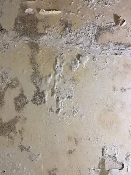 Best Residential Mold Removal  in Loxley, AL