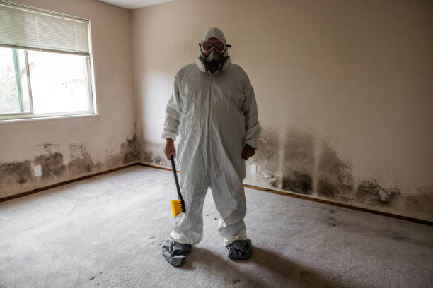 Best Mold Removal Specialists  in Loxley, AL