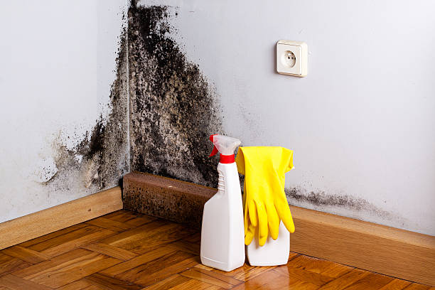 Best Certified Mold Removal  in Loxley, AL