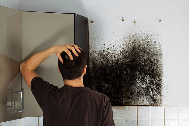 Best Affordable Mold Removal  in Loxley, AL