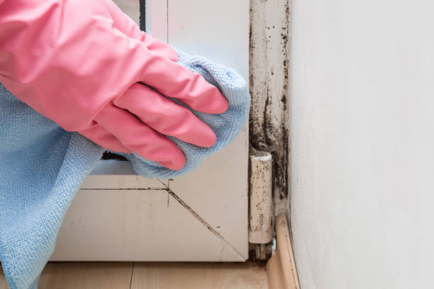 Mold Removal Process in Loxley, AL