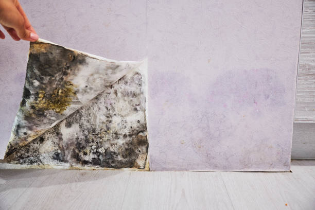 Best Mold Remediation  in Loxley, AL